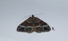 Hydriomena deltoidata