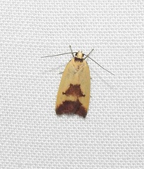 Ageletha hemiteles