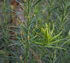 Podocarpus drouynianus