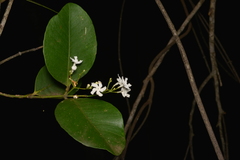 Melodinus balansae