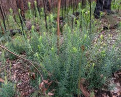Podocarpus drouynianus