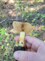 Cortinarius xanthodryophilus