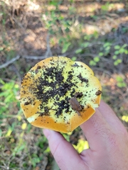 Cortinarius xanthodryophilus