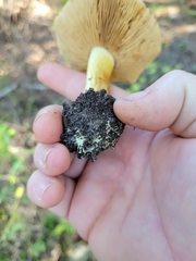 Cortinarius xanthodryophilus