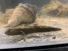 Cryptocentroides gobioides
