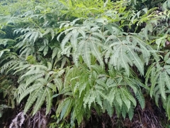 Dicranopteris pedata