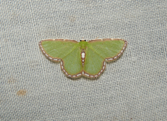 Synchlora pulchrifimbria