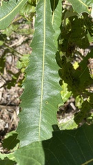 Banksia dentata
