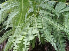 Dicranopteris pedata