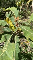 Banksia dentata