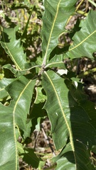 Banksia dentata