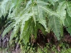 Dicranopteris pedata