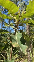 Banksia dentata
