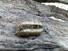 Stagmomantis carolina