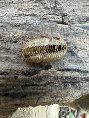 Stagmomantis carolina