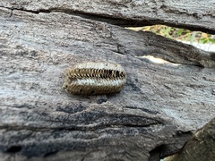 Stagmomantis carolina