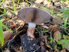 Cortinarius xanthodryophilus
