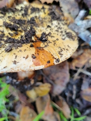 Cortinarius xanthodryophilus