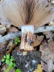 Cortinarius xanthodryophilus