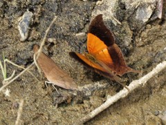 Marpesia furcula