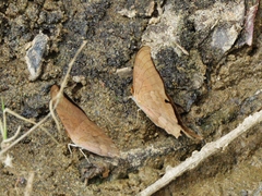 Marpesia furcula