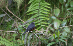 Ochthoeca cinnamomeiventris