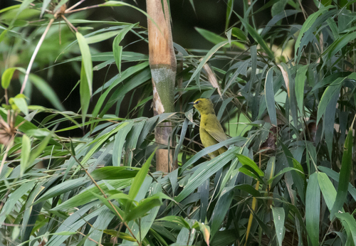 Black-crested Warbler (Myiothlypis nigrocristata), photo 10