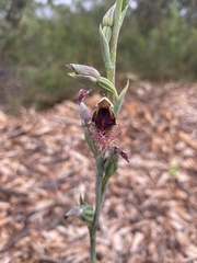 Calochilus gracillimus