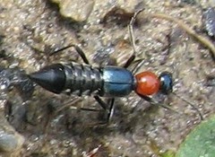 Paederidus ruficollis