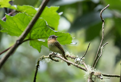 Leptopogon rufipectus