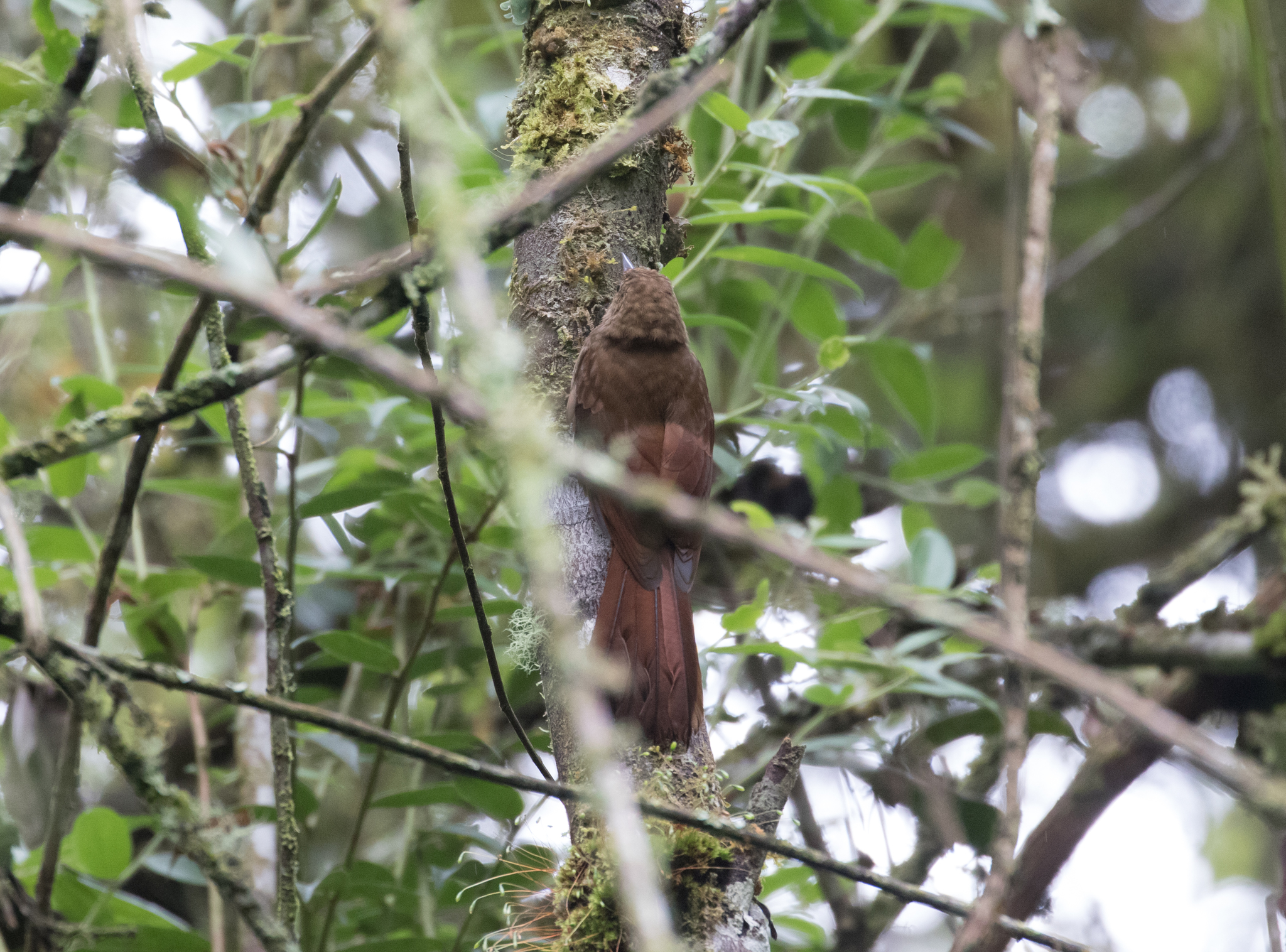 Tyrannine Woodcreeper (Dendrocincla tyrannina), photo 7