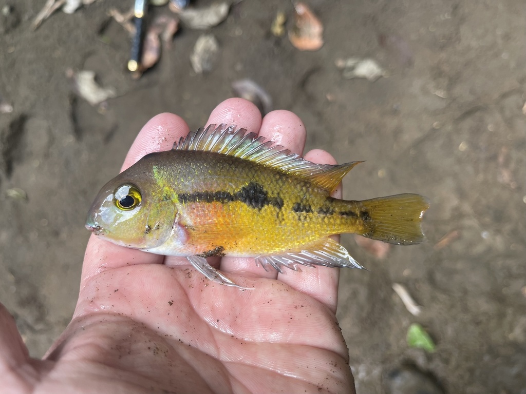 Butterfly Cichlid