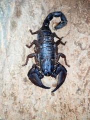 Scorpionidae
