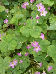 Oxalis debilis