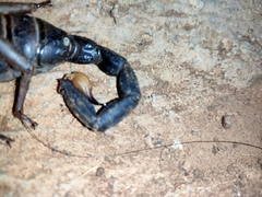 Scorpionidae