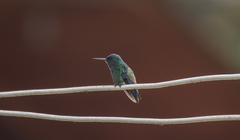 Saucerottia cyanifrons