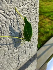 Trigonocorypha unicolor