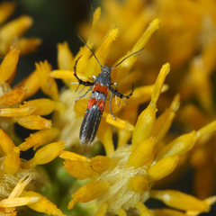 Aetole unipunctella