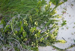 Acacia littorea