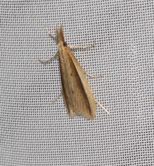 Donacaula albicostellus