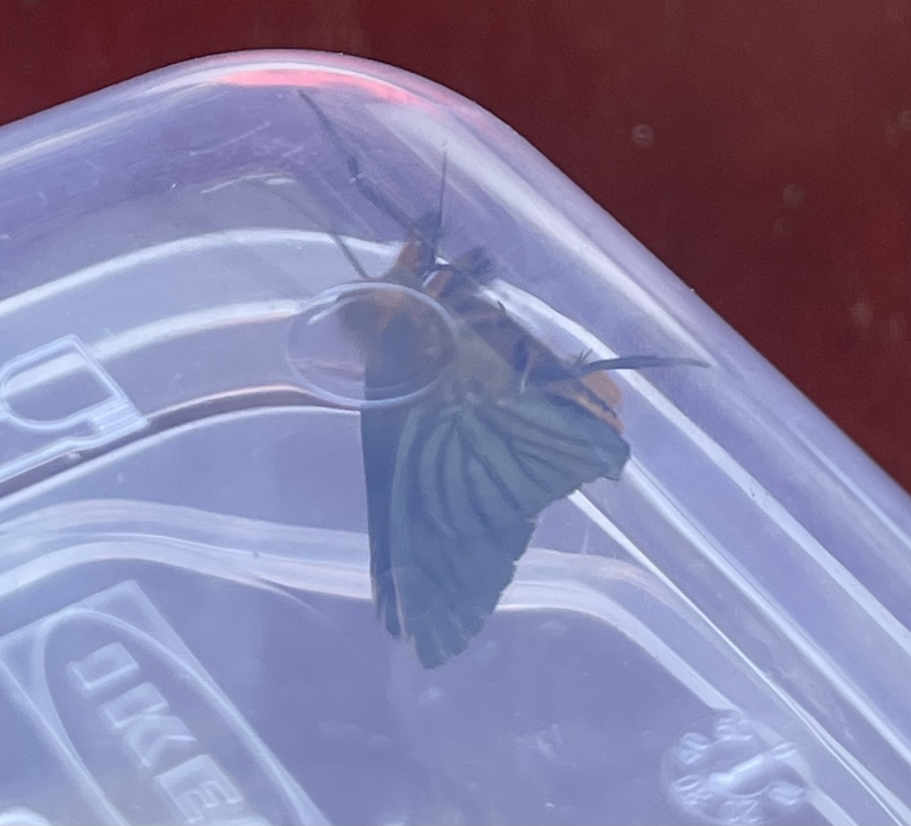 Pyrrhopygopsis agaricon