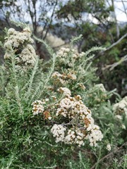 Ozothamnus secundiflorus