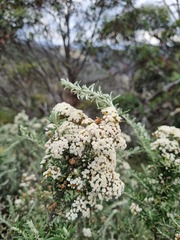 Ozothamnus secundiflorus