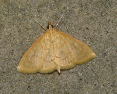 Ecpyrrhorrhoe puralis