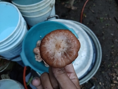 Armillaria mexicana