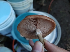 Armillaria mexicana