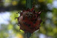 Selenicereus monacanthus