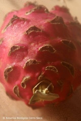 Selenicereus monacanthus