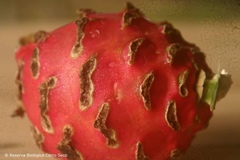 Selenicereus monacanthus