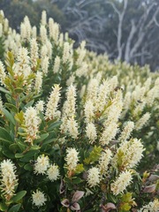 Orites lancifolius